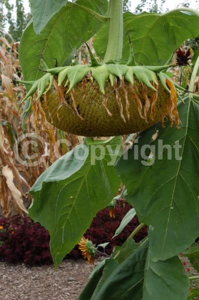 Red blooms; Orange blooms; Yellow blooms; North American Native