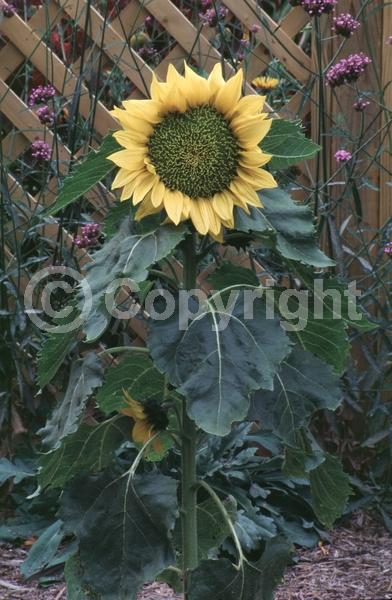 Red blooms; Orange blooms; Yellow blooms; North American Native
