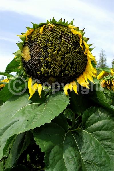 Red blooms; Orange blooms; Yellow blooms; North American Native