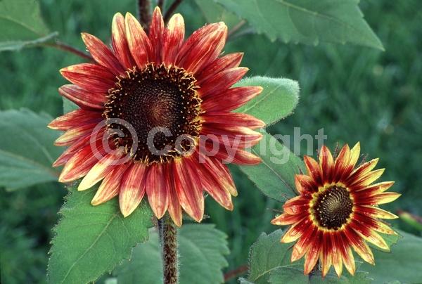 Red blooms; Yellow blooms; North American Native