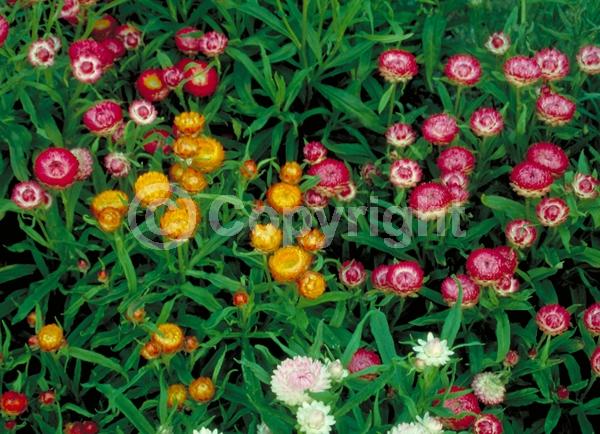 Red blooms; Yellow blooms; Pink blooms