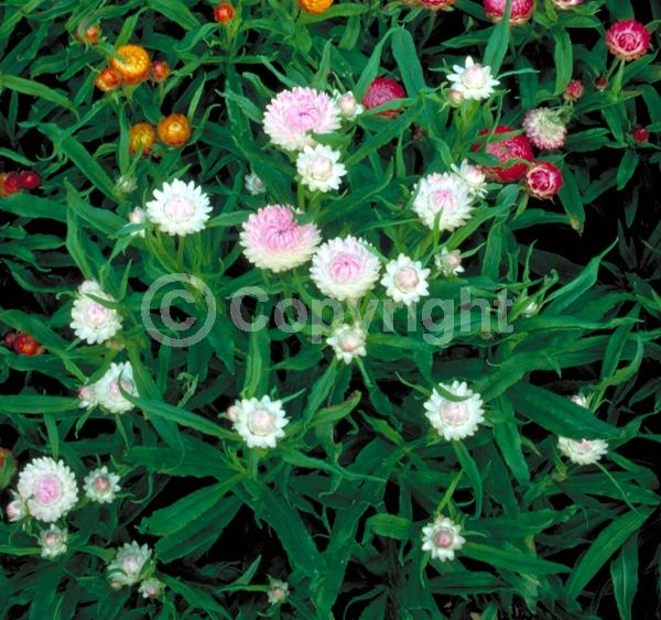 Red blooms; Yellow blooms; Pink blooms