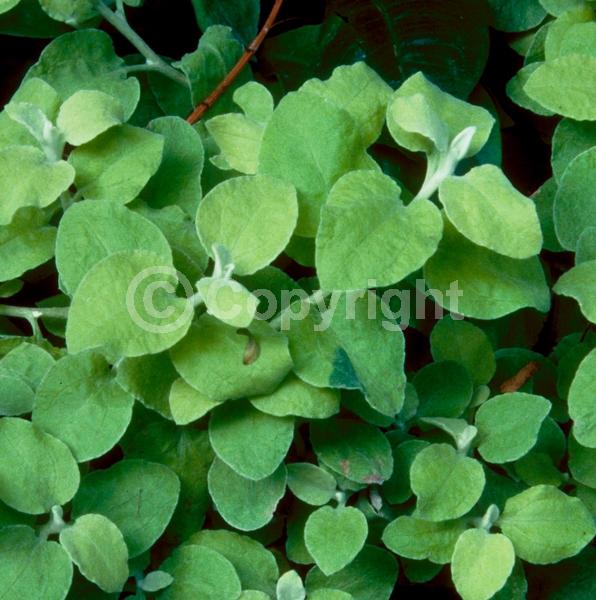White blooms; Deciduous; Broadleaf