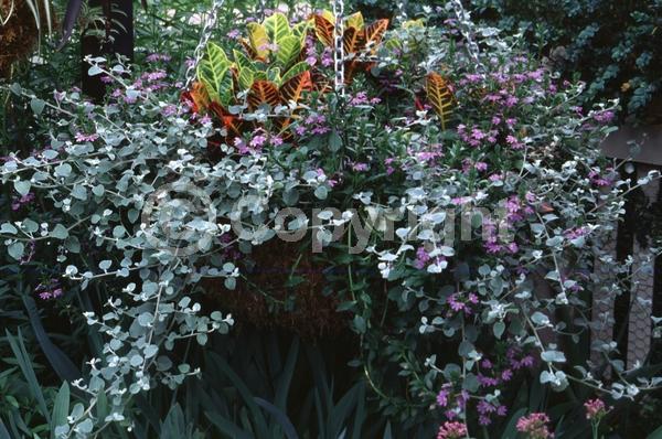 White blooms; Deciduous; Broadleaf