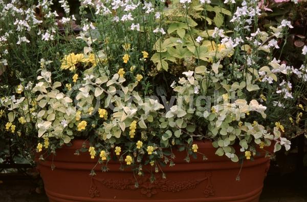 White blooms; Deciduous; Broadleaf