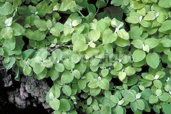 White blooms; Deciduous; Broadleaf