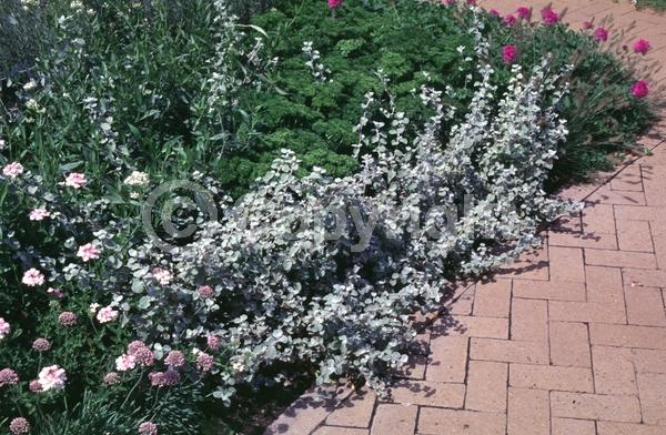White blooms; Deciduous; Broadleaf