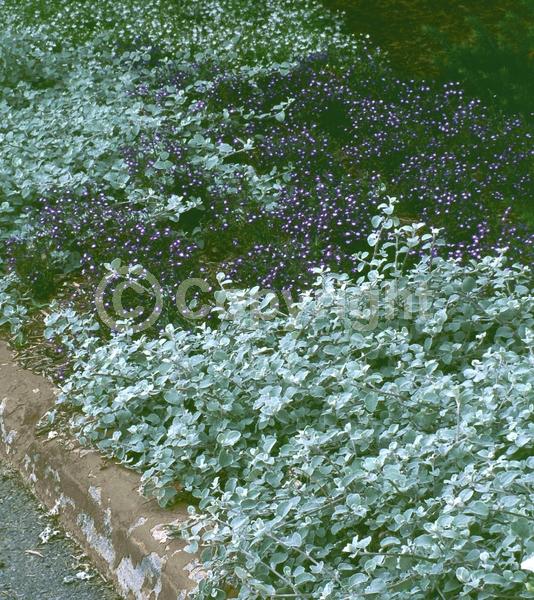 White blooms; Deciduous; Broadleaf