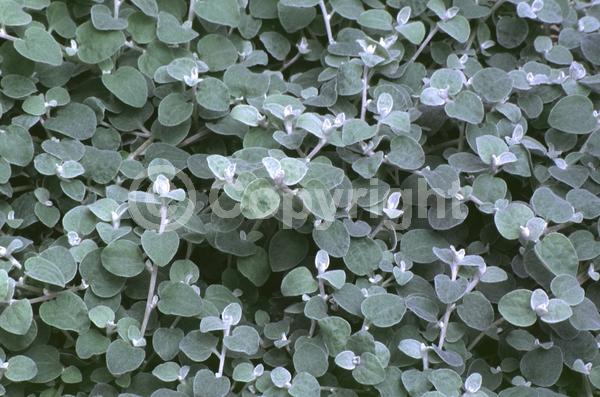 White blooms; Deciduous; Broadleaf