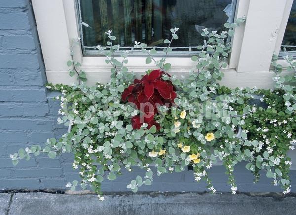 White blooms; Deciduous; Broadleaf