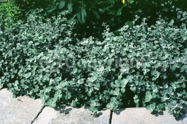White blooms; Deciduous; Broadleaf