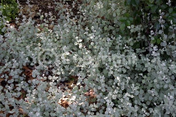 White blooms; Deciduous; Broadleaf