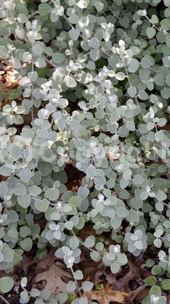 White blooms; Deciduous; Broadleaf
