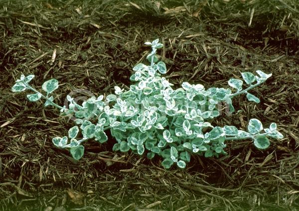 White blooms; Evergreen; Deciduous; Broadleaf