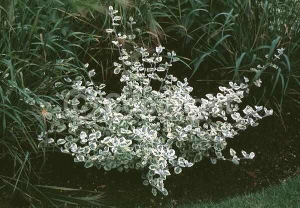 White blooms; Evergreen; Deciduous; Broadleaf