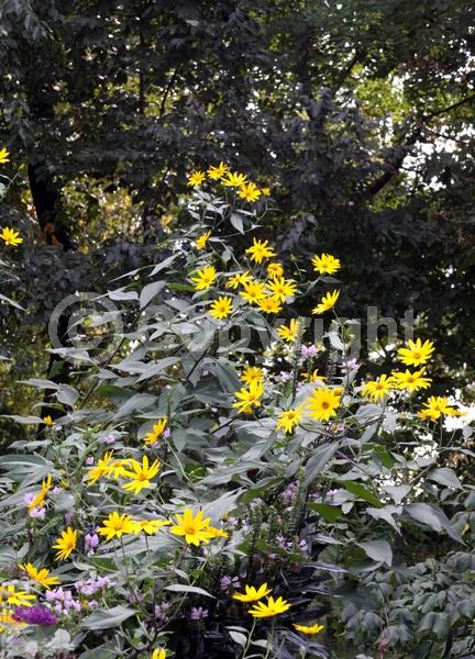 Yellow blooms; North American Native