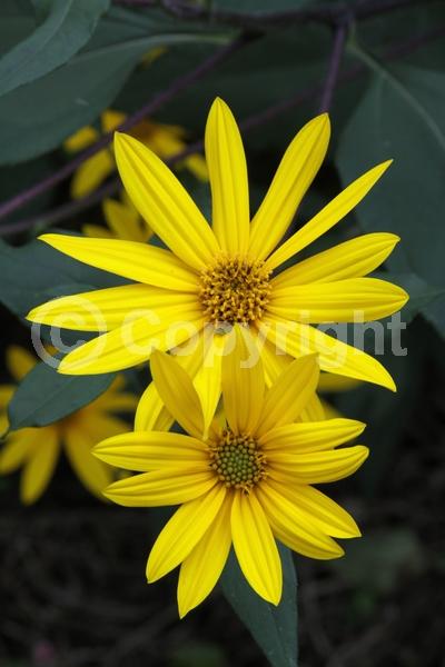 Yellow blooms; North American Native