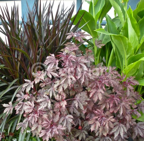 Red blooms; Yellow blooms