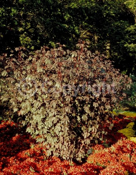 Red blooms; Yellow blooms