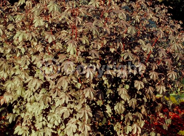 Red blooms; Yellow blooms