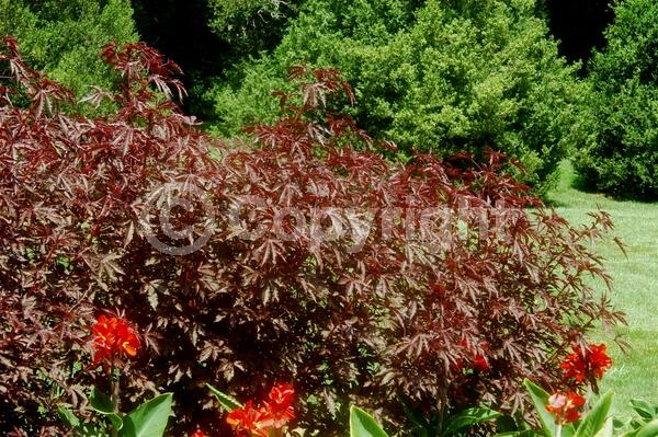 Red blooms; Yellow blooms