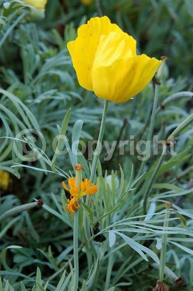 Orange blooms; Yellow blooms; North American Native
