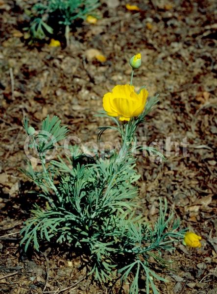 Orange blooms; Yellow blooms; North American Native