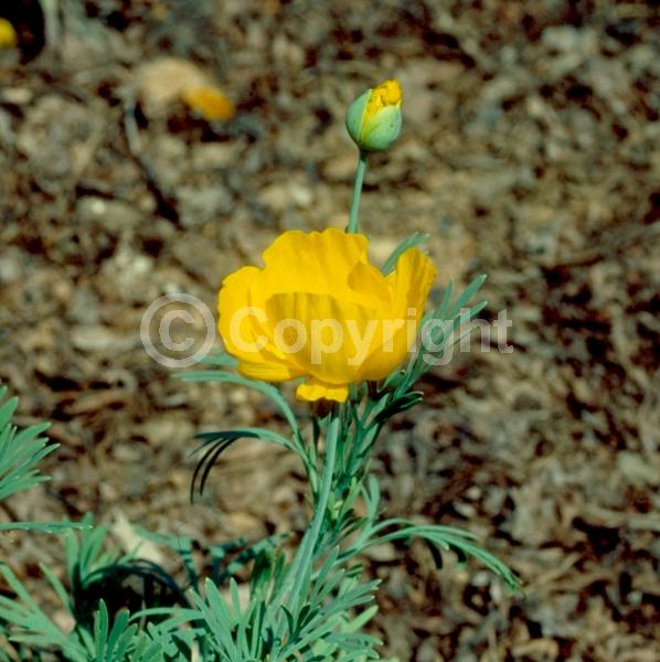 Orange blooms; Yellow blooms; North American Native