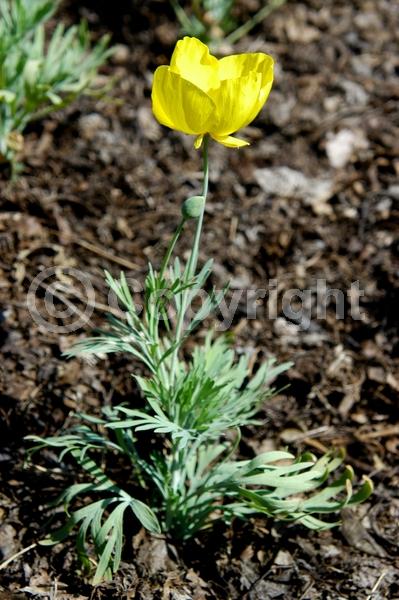 Orange blooms; Yellow blooms; North American Native