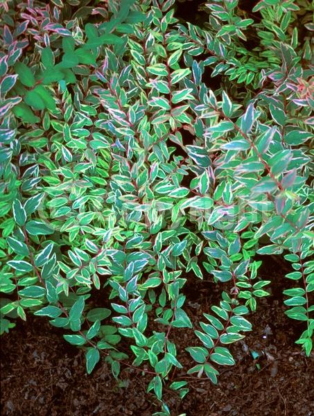 Yellow blooms; Semi-evergreen