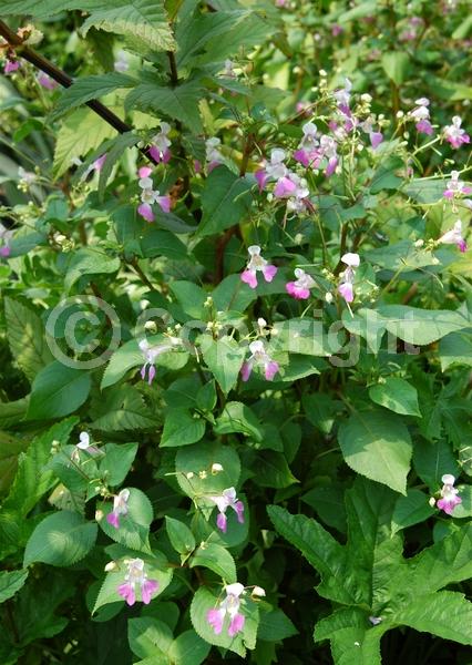 White blooms; Pink blooms