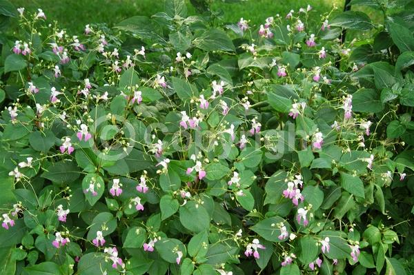 White blooms; Pink blooms