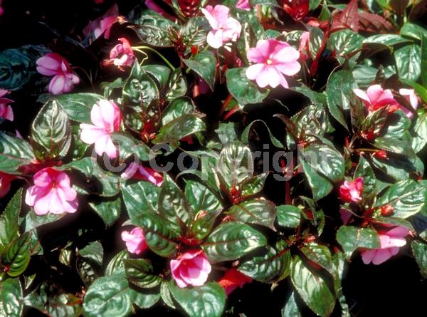 Red blooms; Yellow blooms; Purple blooms; White blooms; Pink blooms; Lavender blooms