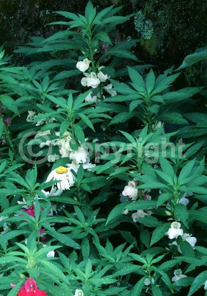 Red blooms; Yellow blooms; Purple blooms; White blooms; Pink blooms; Lavender blooms