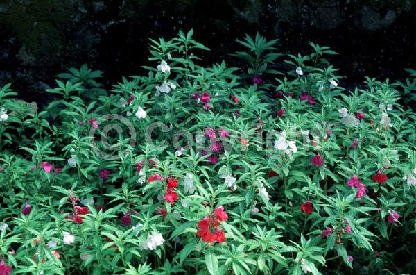 Red blooms; Yellow blooms; Purple blooms; White blooms; Pink blooms; Lavender blooms