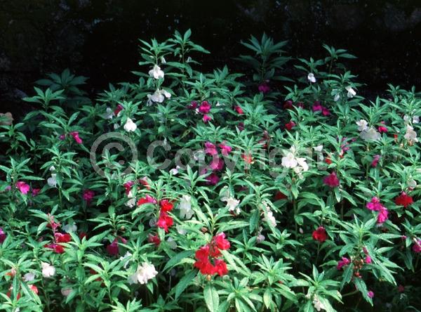 Red blooms; Yellow blooms; Purple blooms; White blooms; Pink blooms; Lavender blooms