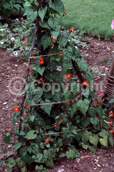 Red blooms; North American Native