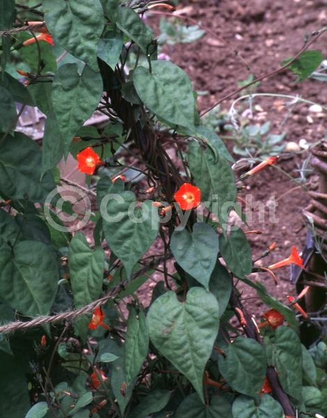Red blooms; North American Native