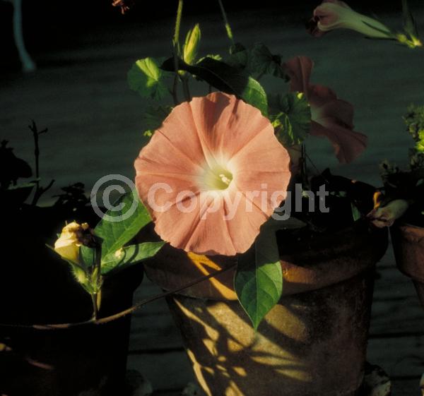 Red blooms; Blue blooms; Purple blooms; White blooms; Pink blooms; Evergreen; Needles or needle-like leaf