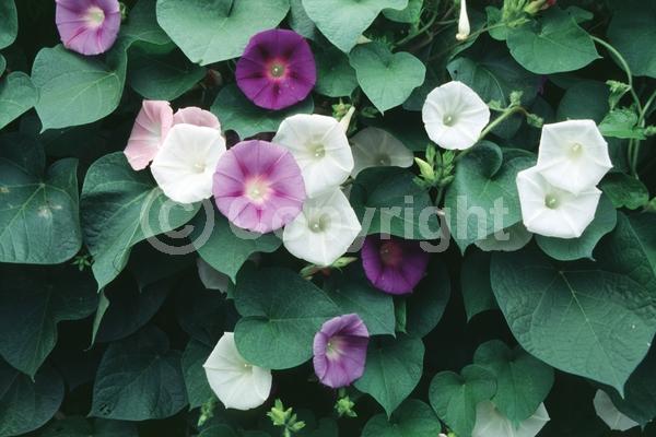 Red blooms; Blue blooms; Purple blooms; White blooms; Pink blooms; Evergreen; Needles or needle-like leaf