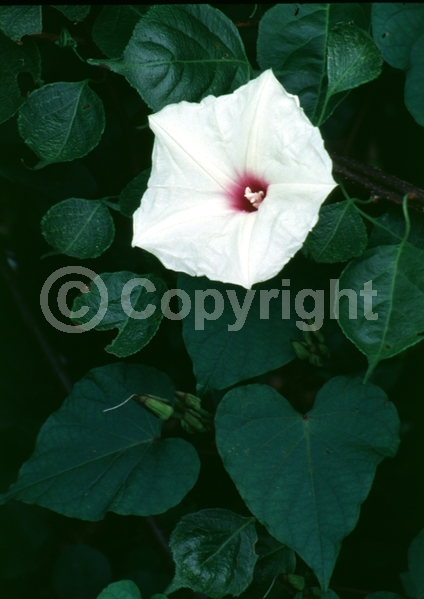Red blooms; Blue blooms; Purple blooms; White blooms; Pink blooms; Evergreen; Needles or needle-like leaf