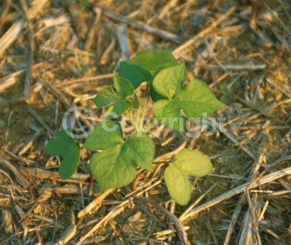 Red blooms; Blue blooms; Purple blooms; White blooms; Pink blooms; Evergreen; Needles or needle-like leaf