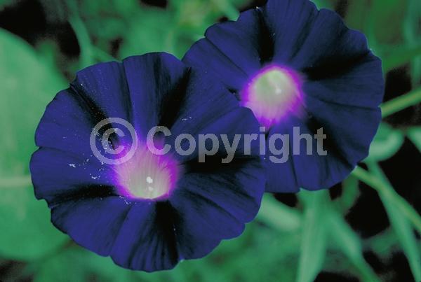 Red blooms; Blue blooms; Purple blooms; White blooms; Pink blooms; Evergreen; Needles or needle-like leaf