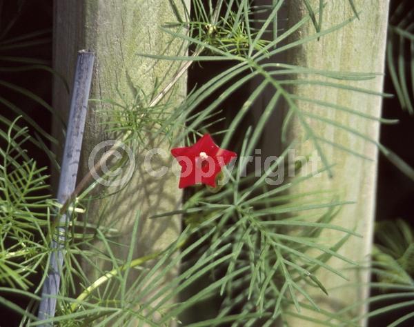 Red blooms; White blooms