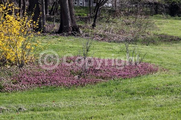 Purple blooms; Pink blooms