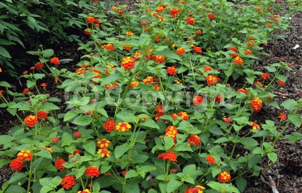 Orange blooms; Evergreen