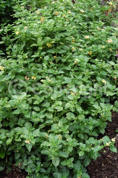 Yellow blooms; Pink blooms; Evergreen