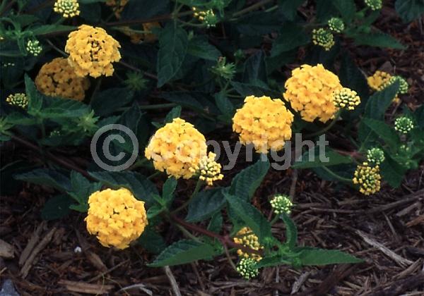 Yellow blooms; Evergreen