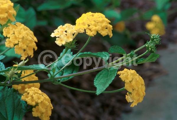 Yellow blooms; Evergreen