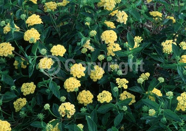 Yellow blooms; Evergreen